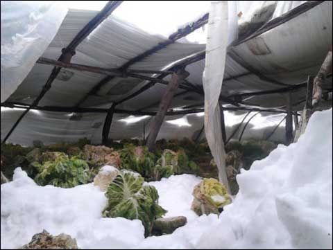 雪灾害3.jpg