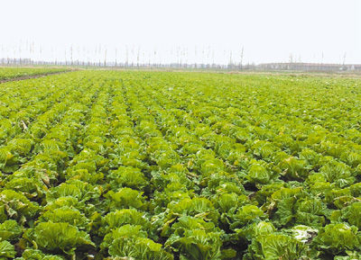 图为青岛超银学校农场里种植的大白菜。 记者 宋学春摄