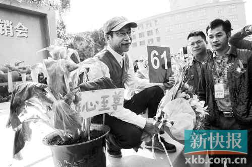 广东连州菜心节：一棵菜心拍出21万元