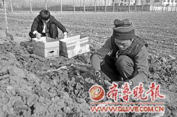 　　北城驾校的工作人员到田间买山药。　　　　　李岩松 摄