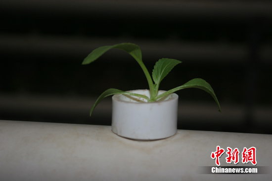 十八大后看河北：高科技农业让红薯“空中结薯”