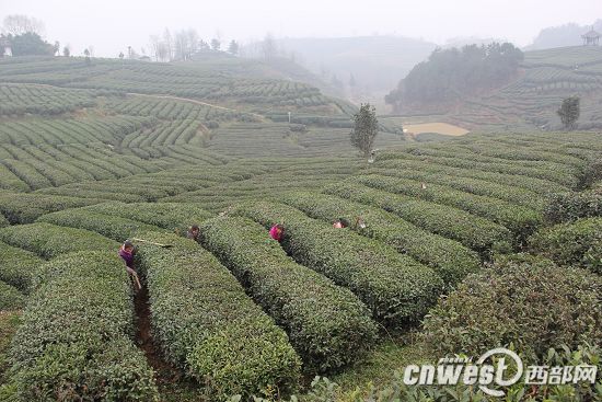 宁强千亩茶园里，茶农们正在对茶树进行冬季管护。