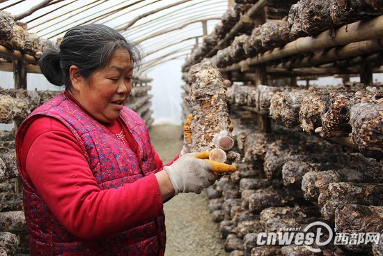 宁强千亩茶园里，茶农们正在对茶树进行冬季管护。