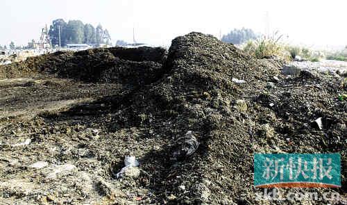 广州暂停金山垃圾菜上市垃圾集散地一夜清空