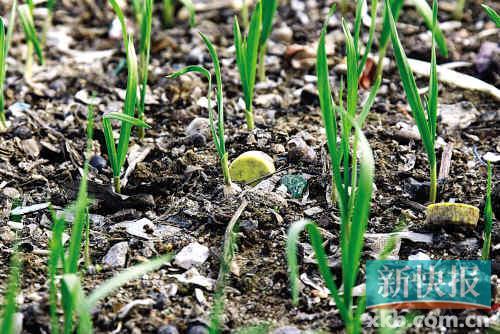 广州暂停金山垃圾菜上市垃圾集散地一夜清空