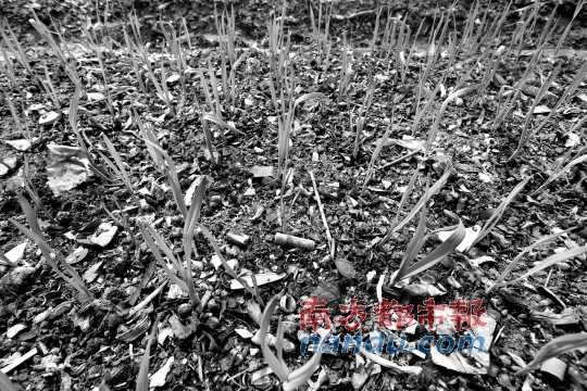 广州农业局:垃圾菜土壤镉超标220%