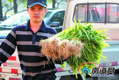 海口年缺口蔬菜量12万吨以上 拉高海口菜价