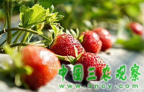 草莓住上“别墅温室” 冬季可提前1个月成熟