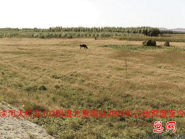 迁安市彭店子乡柏庄村100多亩土地荒芜4年坑农害农侵害农民利益谁之过6