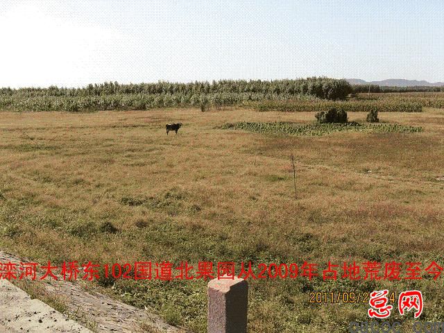 迁安市彭店子乡柏庄村100多亩土地荒芜4年坑农害农侵害农民利益谁之过1