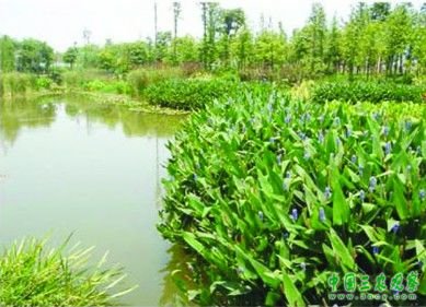 太湖畔开建3000亩生态农业区 要再现园风光