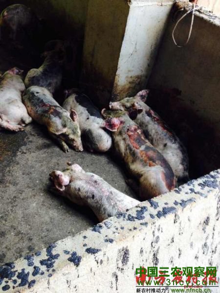 无辜保育小猪被烧得遍体鳞伤。(农财宝典经销商读者摄)