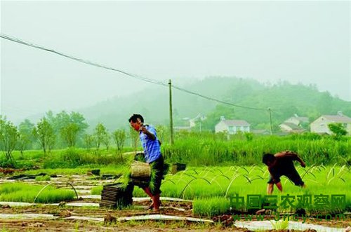 图为:“中国有机谷”农民在栽植有机水稻。