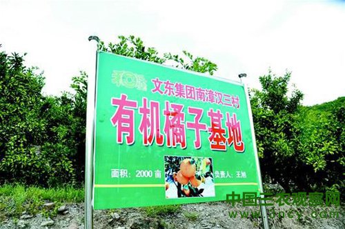 图为:有机橘子基地一角。