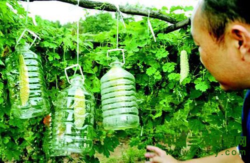 图为:襄阳“中国有机谷”蔬菜从不用农药、化肥,而是用生物办法防治病害。