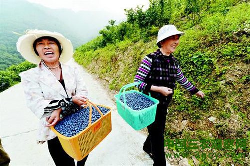 图为:保康蓝莓成为致富果。