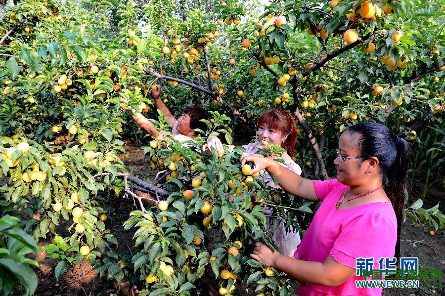 （社会）（1）河北宣化梅杏丰产农民增收