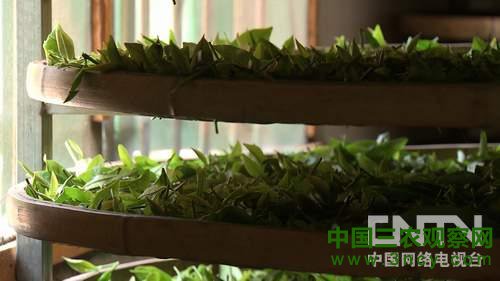 福建光泽县:屡战屡败全省闻名之后《致富经》3