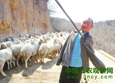 只要天好，每天早上曹建新就会准时上山放羊。