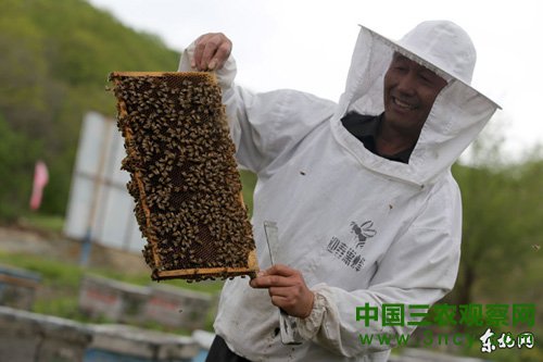 齐传军和他的蜜蜂。