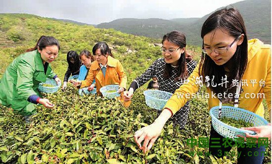 连云港宿城采茶节在海上云台山景区拉开帷幕