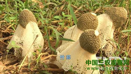 江西会昌县：盯上穿裙子的竹姑娘好赚钱《致富经》3