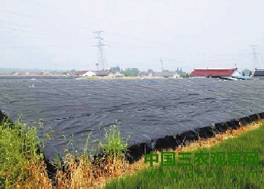 图中黑色部分为龟鳖养殖棚。