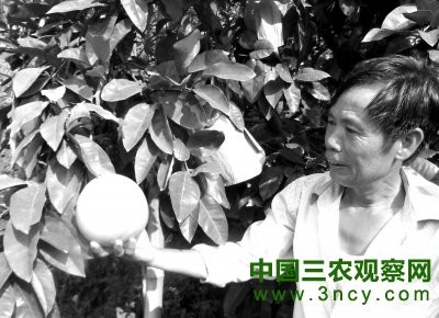 福建南安洪梅引种泰国蜜柚 售价是普通白柚10倍多