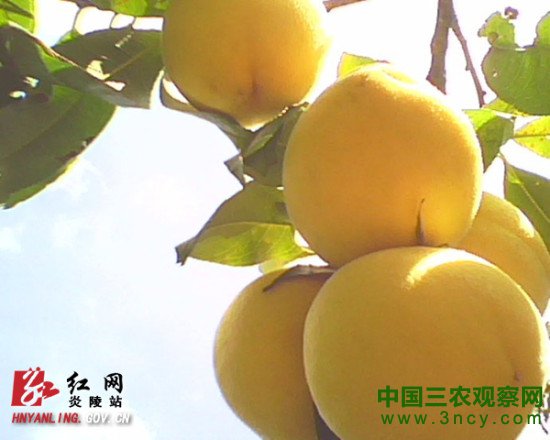 炎陵黄桃进入盛果期亩产量高达2658公斤