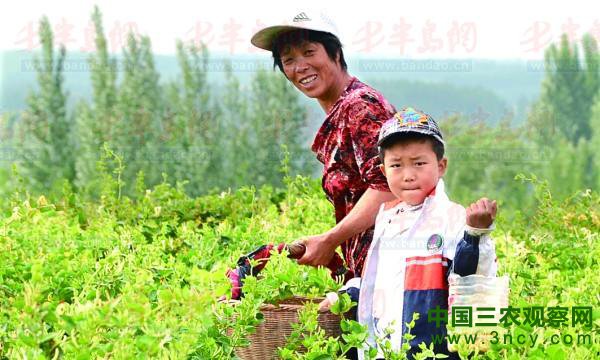 附近的村民带着孩子来采摘金银花。