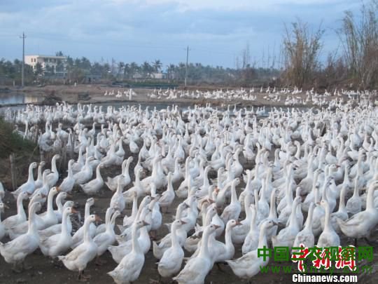 图为风灾后罗豆农场积极恢复生产自救,成群白鹅放养田间。