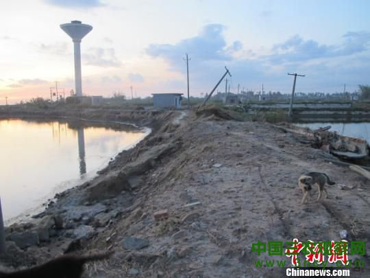 图为罗豆农场被台风摧毁后及时修建好的防潮堤。