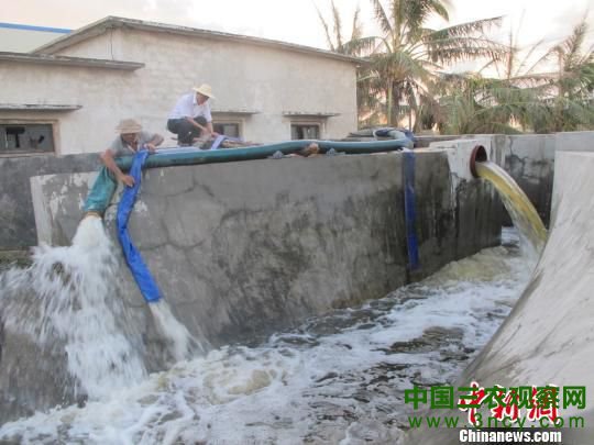 图为罗豆农场引淡水冲洗被海水倒灌的良田。
