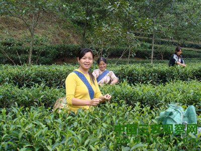 凤庆30多万亩秋茶开始初步采摘 生产前景看好