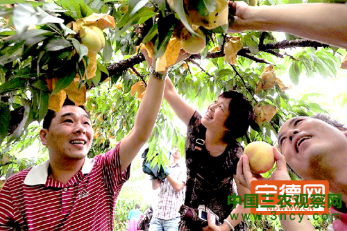 柘荣县乍洋乡水蜜桃种植基地吸引大量游客