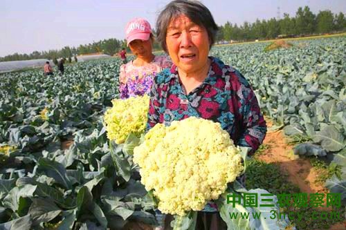 甘肃榆中高原夏菜价格遭遇“过山车”