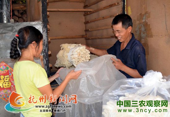 江西抚州：竹荪成为宜黄农民致富的“金蘑菇”