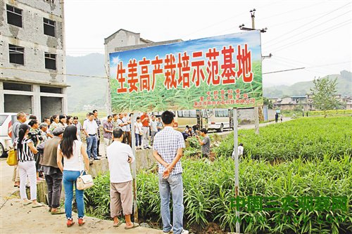 “科技特派员”陈双权“零距离”指导农户种植生姜