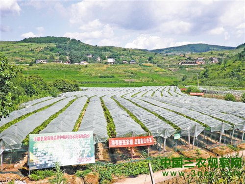 葡萄新品种种植科技示范基地