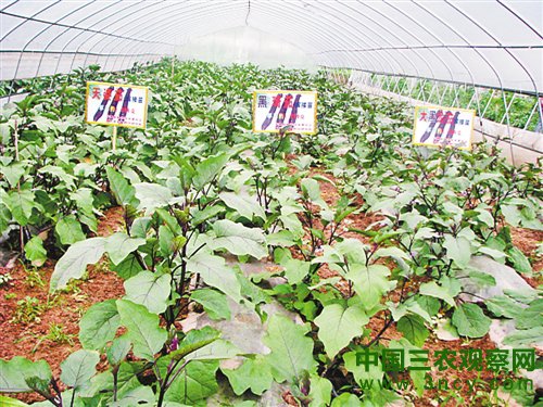 蔬菜种植科技示范基地