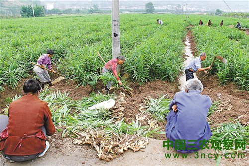 脱毒生姜种植科技示范基地