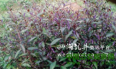 云南紫鹃茶被成功驯化 紫芸茶成余杭新茶种