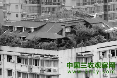 12层居民楼顶藏着两层楼的“空中花园”，墙体上装有窗户和烟囱，四周种有不少花草，设有鱼池。
