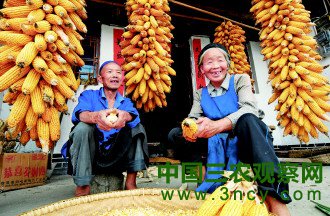 贵州印江土家族进入秋收季节 当地村民欢喜丰收