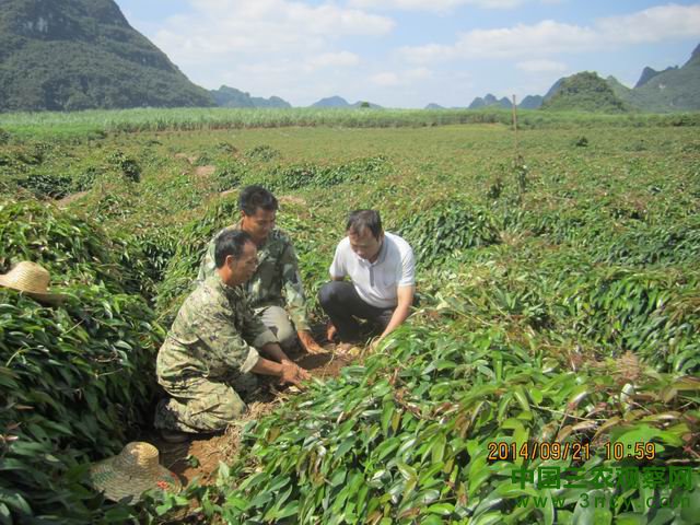 广西大新县群众首次引进淮山种植成功
