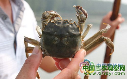 养大闸蟹和读书一样 吃得了苦才能养最好的