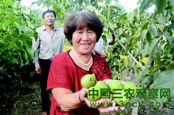 薄皮核桃大丰收