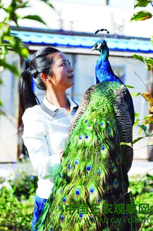 吉林长春:孔雀群里的“金凤凰”3
