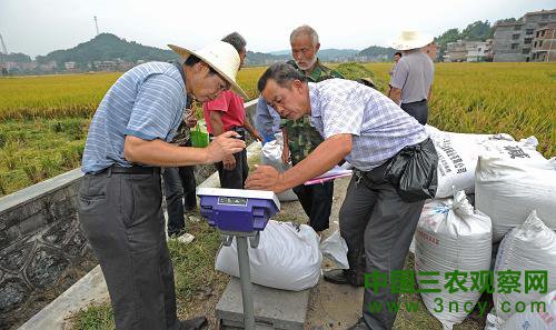 在湖南省隆回县羊古坳乡牛形村“Ｙ两优900”杂交稻示范田边，测产工作人员在对收割的稻子进行称重（9月24日摄）。