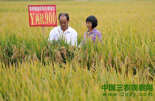 在湖南省隆回县羊古坳乡牛形村“Ｙ两优900”杂交稻示范田里，两位种植户在测产前查看稻穗（9月24日摄）。